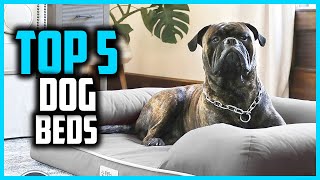 ✅Best Dog Beds in 2024 [upl. by Analaj432]