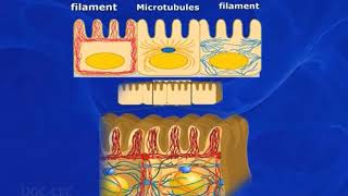 Cell Junction Cell Adhesion and The Extracellular Matrix [upl. by Matthaeus593]