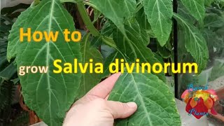 How to grow Salvia divinorum [upl. by Timi]