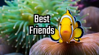 Symbiotic Relationships Explained Natures Fascinating Partnerships shorts symbioticrelationships [upl. by Bently]