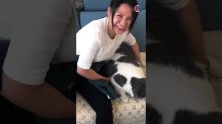 😹🐕 Ultimate Cat amp Dog Fails  Laugh Out Loud petfails cat catfails funnyanimal dog [upl. by Saum]