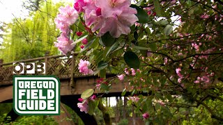 Crystal Springs Rhododendron Garden  Oregon Field Guide [upl. by Lavona579]