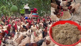 Raising EggLaying Chickens Episode 18  How To Grow Rice Sprouts As Nutritious Food For Chickens [upl. by Chaddy]