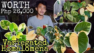 Unboxing Variegated HOMALOMENA worth 26000 Pesos  Pinakamahal na Halamang Binili ko Online [upl. by Jeni]