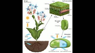 What is Photosynthesis process Full details in description in three dotsscience shorts [upl. by Eeralav637]