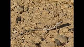 שנונית הנחלים  Acanthodactylus boskianus [upl. by Lissy796]