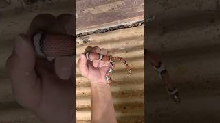 STUNNING Red milk snake snake herping reptiles animals nature wildlife reptileslover [upl. by Liponis145]