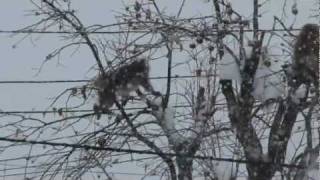 Snow Monkeys Eating Kaki Fruits 熟柿を採食するニホンザルの群れ [upl. by Harp]