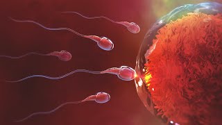 3D animation of how IVF works [upl. by Ettennan]