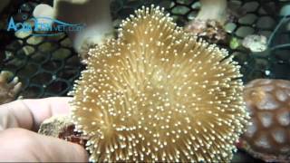 Mushroom Leather Coral Sarcophyton sp  AquaFishVietcom [upl. by Ientirb800]