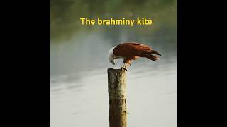 The brahminy kite [upl. by Ecylahs]