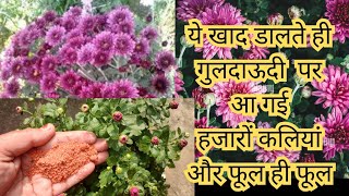 Guldaudi Plants Care amp Flowering Fartilizar  Chrysanthemum नवंबर में गुलदाऊदी पर करें ये काम [upl. by Euqinu647]