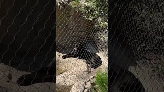 Black Panther  OC Zoo  Irvine Regional Park [upl. by Atneuqal]