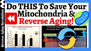 Do THIS To SAVE Your Mitochondria amp REVERSE Aging  What Are The Researches Show [upl. by Reinal]