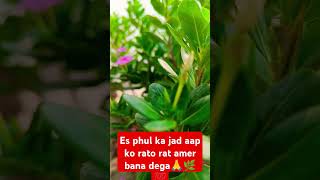 Jai maa Lakshmi  garden es  vastu  vairal trending video [upl. by Huai502]