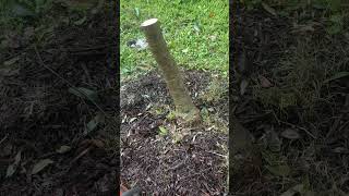 Trying to save a mango tree mangotree andrethefarmer permaculturelife gardening grafting [upl. by Meletius]