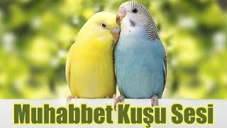 1 SAAT MUHABBET KUŞU SESİ [upl. by Esinrahc]