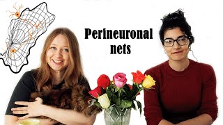 Perineuronal nets or how to restrain a neuron if you not a neuron [upl. by Aihsenak]