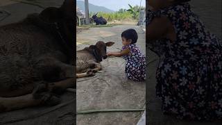 Haadya feeding baby calf😍🥰 [upl. by Niras]