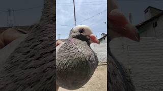 Fancy Pigeon status 🔥🕊️ shorts viral youtubeshorts trending pigeon [upl. by Nataline39]