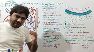 Ultra Filtration Urine Formation Part 1  Function of Nephron 1 Mechanism of filtration in kidney [upl. by Sibbie]