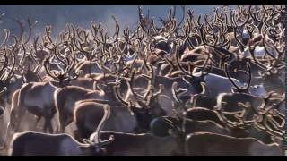 Herd of domesticated reindeer Rangifer tarandus moving around Norway [upl. by Retse]