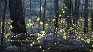 Tennessee Fireflies Realtime Stock Footage [upl. by Revart]