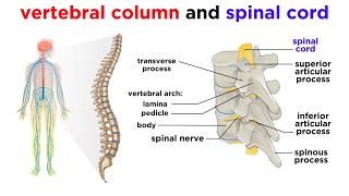 The Central Nervous System The Brain and Spinal Cord [upl. by Kinghorn]