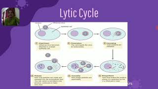 Replication of Virus  Lytic Cycle  Lysogenic Cycle [upl. by Akissej]