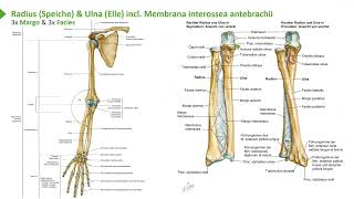 Anatomie I Obere Extremität Übersicht von Oberarm Unterarm und Handskelett I Prof Dr med Wirth [upl. by Pascasia]