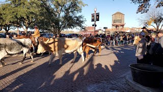 Fort Worth Stockyards • cattle drive • longhorns [upl. by Aseretairam]