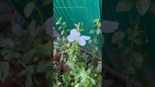 Plants repotting  RK pattarai soil minivlog shortsfeed ytshorts tamil plants homemaker [upl. by Anewor]