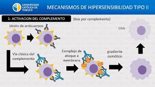 hipersensibilidad II 2024 [upl. by Oicinoid789]