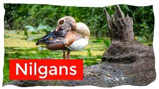 Nilgans  ein Eindringling mit Folgen [upl. by Alcina]