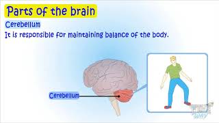 Human Brain and its Parts  Science  Grade5  TutWay [upl. by Lanita]