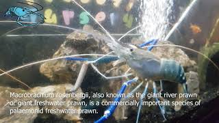 Macrobrachium rosenbergii  giant freshwater prawn [upl. by Hazeefah]