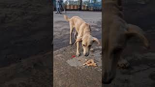 Meet our new frnd goldie Day 66♥️🐶 trending doglover helpstraydogs streetdog ytshorts [upl. by Enined]