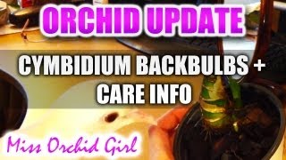 Orchid Update  Cymbidium propagation  Care Info [upl. by Sondra501]