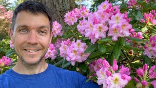 Rhododendron Garden Tour 2023  Flowers are Blooming at Kincaids Nursery [upl. by Nawtna]