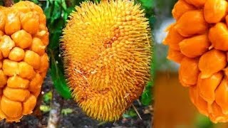 Artocarpus hirsutus  Ayani Chakka Fruit  அயனி பலாபழம் [upl. by Aihtenak89]