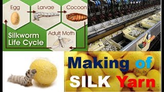 Silk Yarn Manufacturing Process  How to Make Silk Yarn [upl. by Marko58]