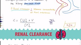 Renal Clearance  شرح عربي [upl. by Nhar]