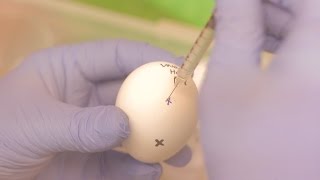 How we grow flu inside an egg [upl. by Ddene]