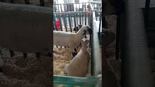 LaPorte County Fair Sheep Barn [upl. by Daniyal992]