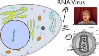 Viral Replication [upl. by Brena731]