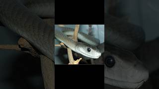 Black mamba snake and lion snake lion facts venom wildlifeanimals poision tiktok reels [upl. by Reidid]