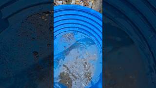 Found a crevice loaded with chunky gold goldpanning britishcolumbia mining gold prospecting [upl. by Iv309]