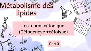 métabolisme des lipides corps cétonique Cétogenèse cétolyse [upl. by Siulegroj]