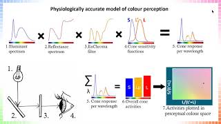 The effectiveness of notch filters for improving anomalous trichromatic colour vision  Lucy Somers [upl. by Hillinck311]