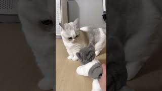 ¡Mira cómo este gatito reacciona a su mini yo de peluche 😻 [upl. by Esekram]